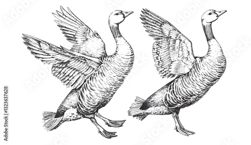 Vintage engraving, duck set illustration, goose ink sketch, farm bird silhouette, black and white art, hand drawn vector image, farm birds, geese background, wildlife art, animal sketch