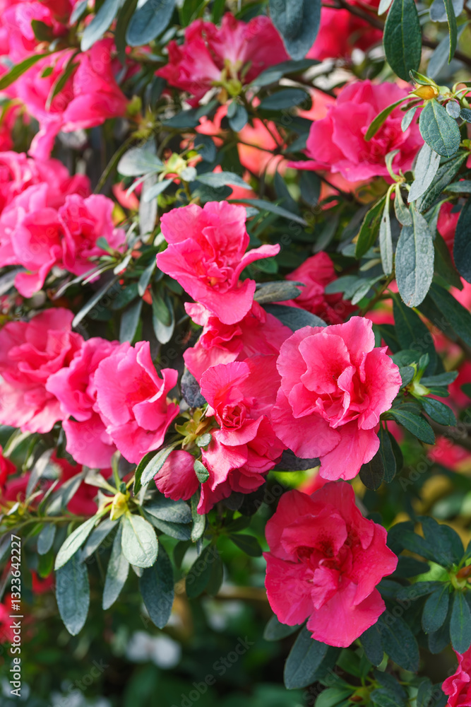 Blooming pink japan Azalea Ericaceae bush, Rosinetta, rhododendron flower background. Evergreen decorative plant outdoor or in orangery in botanical garden. Gardeining, plant breeding Blooming pink japan Azalea Ericaceae bush, Rosinetta, rhododendron flower background. Evergreen decorative plant outdoor or in orangery in botanical garden. Gardeining, plant breeding