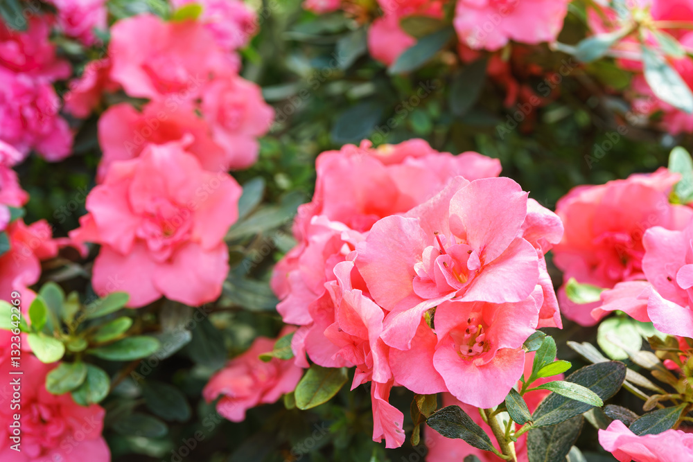 Blooming pink japan Azalea Ericaceae bush, Rosinetta, rhododendron flower background. Evergreen decorative plant outdoor or in orangery in botanical garden. Gardeining, plant breeding Blooming pink japan Azalea Ericaceae bush, Rosinetta, rhododendron flower background. Evergreen decorative plant outdoor or in orangery in botanical garden. Gardeining, plant breeding