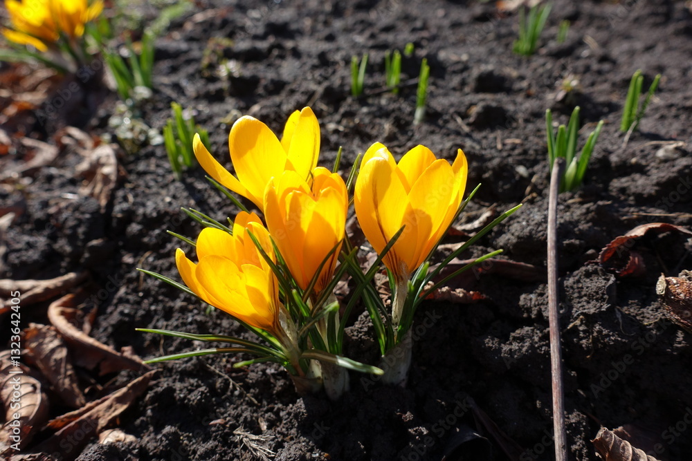 Four amber yellow flowers of crocuses in February Four amber yellow flowers of crocuses in February
