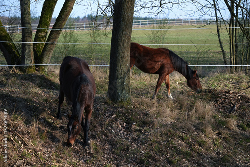 Wallpaper Mural A pair of brown horses graze early spring in the outdoors Torontodigital.ca