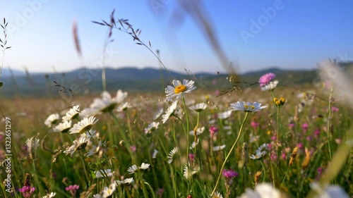 White daisy flowers field meadows. Camera moving through alpine flowering meadows in sunset lights. Vibrant wildflowers bloom in serene meadow under clear blue sky