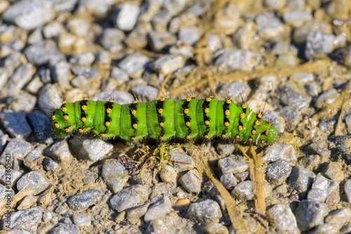 Caterpillar of a Small Emperor Moth crawling on the ground