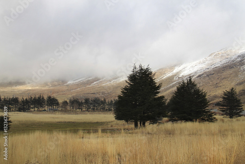 Cedars of Lebanon and Fog photo