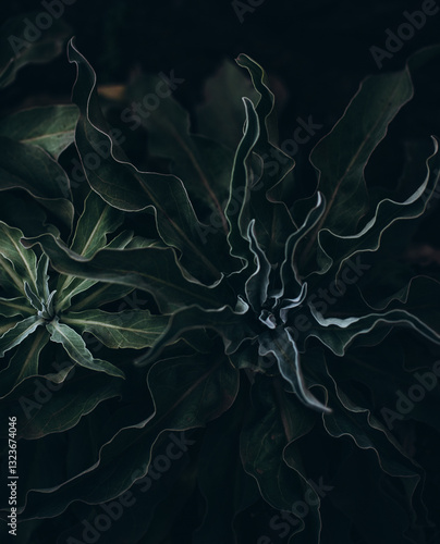 abstract fractal background