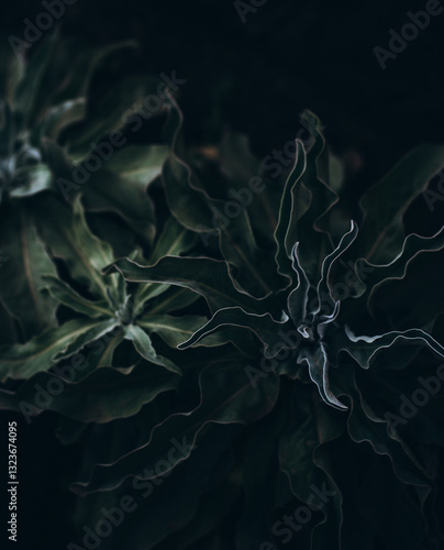 abstract fractal background nature