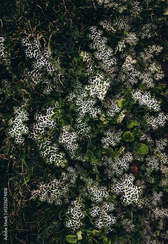 green plants