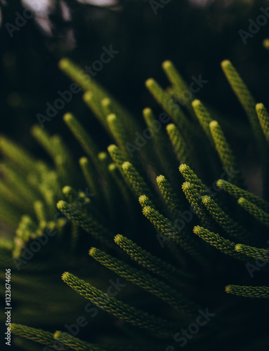 green fern leaf