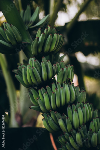bunch of bananas on a tree