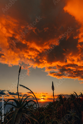 sunset in the field