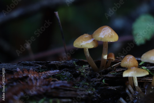 Champignons en Forêt