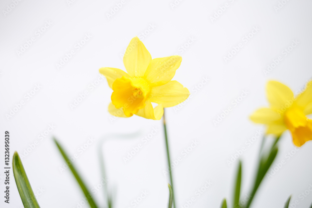 Close-up of a yellow daffodil with green leaves on a white background. Spring flower with water droplets. Ideal for businesses in floral, gardening, and holiday decorations Close-up of a yellow daffodil with green leaves on a white background. Spring flower with water droplets. Ideal for businesses in floral, gardening, and holiday decorations