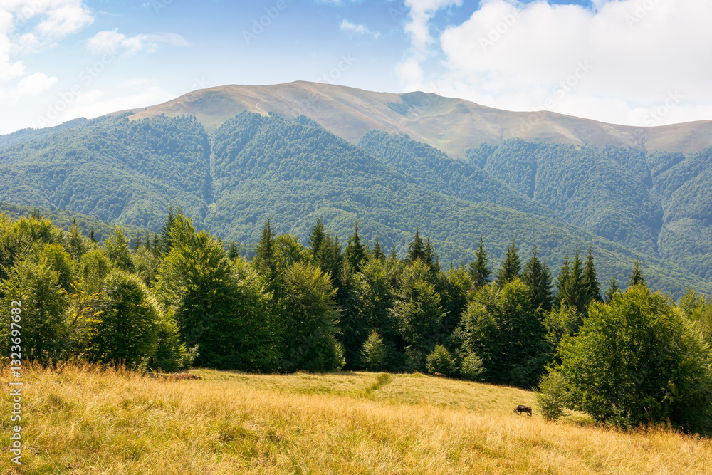 carpathian mountain landscape in late summer. beautiful nature with beech forest on the hill behind the grassy meadow. outdoor adventure. apetska mount in the distance on a sunny day