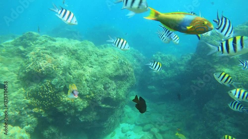 underwater still view close up slow motion of Blackbarred lemon peel wrasse black damselfish and scissortail sergeant Common bluestripe snapper fishes during day time good weather clam ocean in Asia