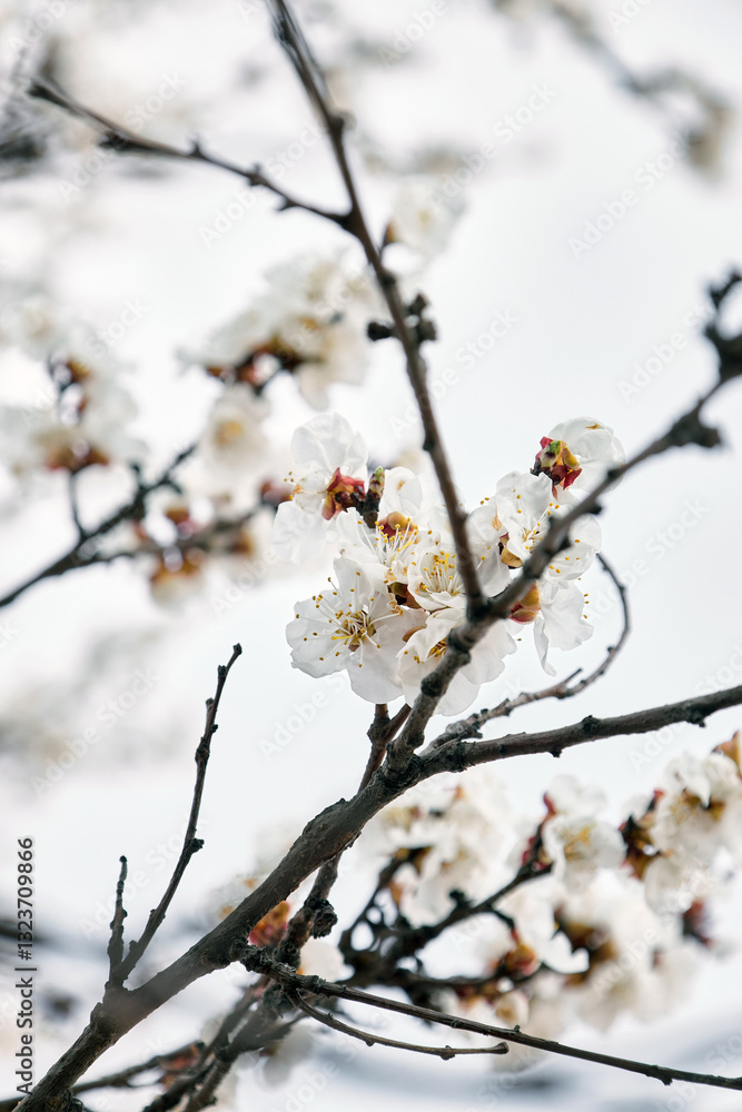 Blooming apricot tree, branch with white flowers. Coming of Spring Blooming apricot tree, branch with white flowers. Coming of Spring