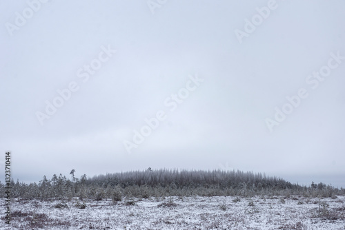 Wallpaper Mural Foggy winter landscape with snowy pines forest and trees in the foreground Torontodigital.ca