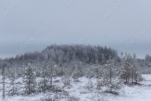Wallpaper Mural Foggy winter landscape with snowy pines forest and trees in the foreground Torontodigital.ca