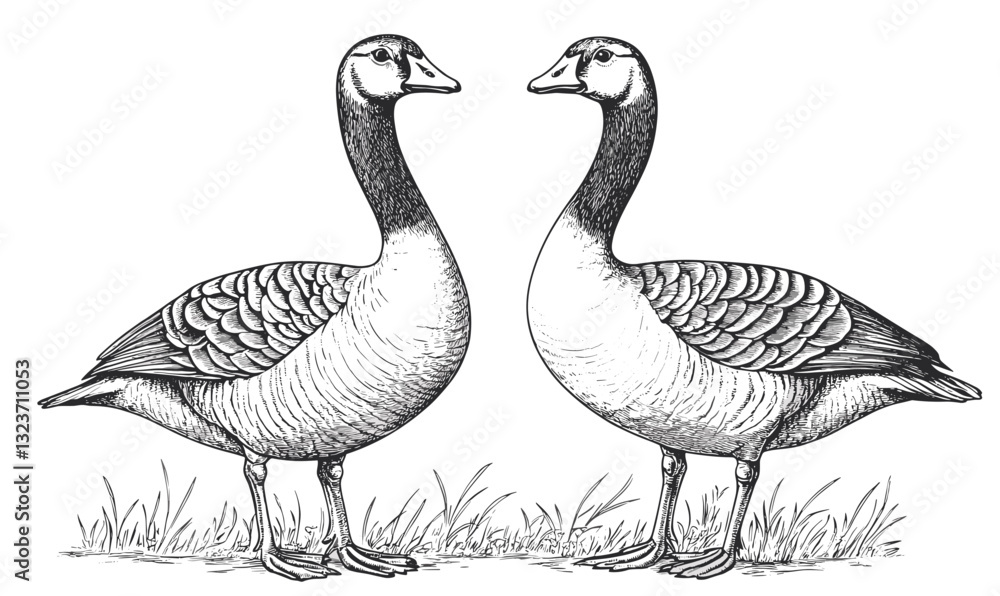 Two geese standing face to face in grass, linear style, icons set, vector. Two geese standing face to face in grass, linear style, icons set, vector.