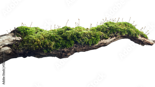 Fresh green moss with dirt on a rotten branch, side view --ar 16:9