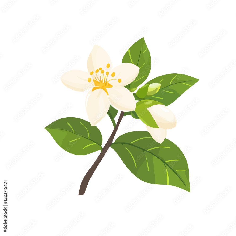 Simple flat 2D illustration white jasmine branch isolated on transparent background, vector, flat design, animation design, simple flat 2D icon, clipart Simple flat 2D illustration white jasmine branch isolated on transparent background, vector, flat design, animation design, simple flat 2D icon, clipart