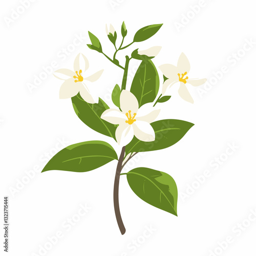 Very Simple flat 2D illustration white jasmine branch isolated on transparent background, vector, flat design, animation design, simple flat 2D icon, clipart