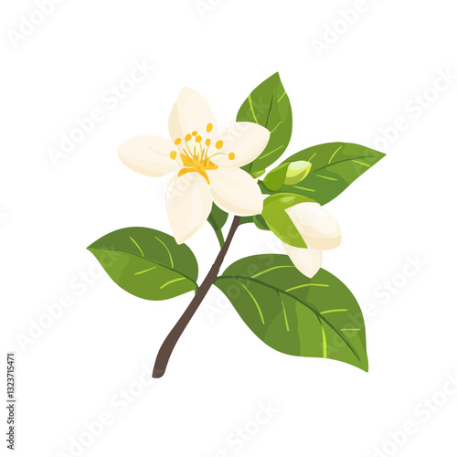 Simple flat 2D illustration white jasmine branch isolated on transparent background, vector, flat design, animation design, simple flat 2D icon, clipart
