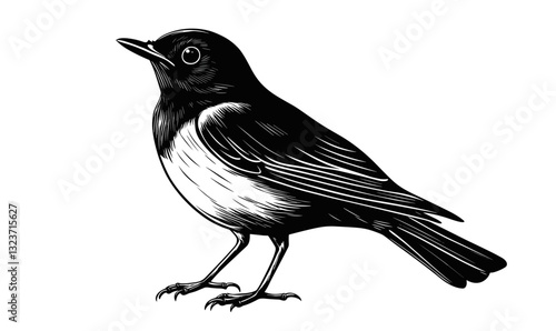 Black and white bird illustration, graphical vector, linear style, icons set.