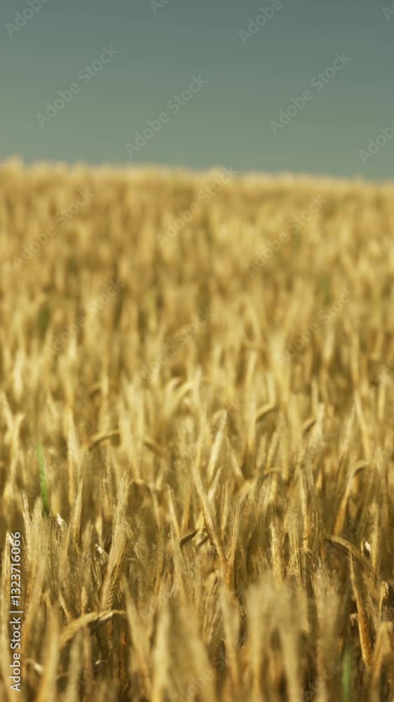 Agricultural wheat field under sunset Agricultural wheat field under sunset