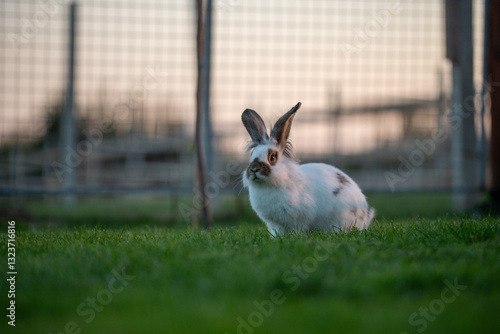 rabbit on the grass