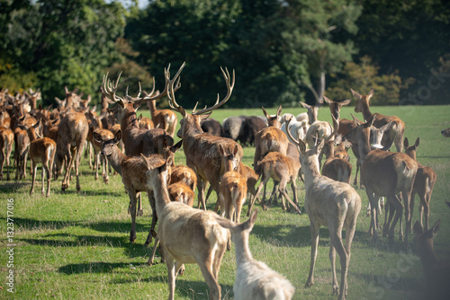 group of deer
