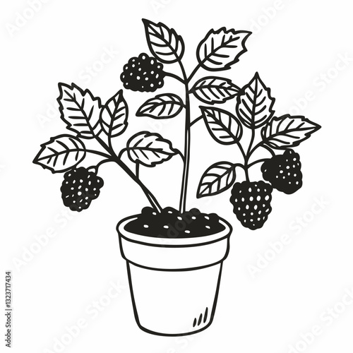 Blackberry Plant Illustration in Potted Outline Style for Botanical Designs
