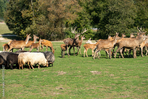 group of deer