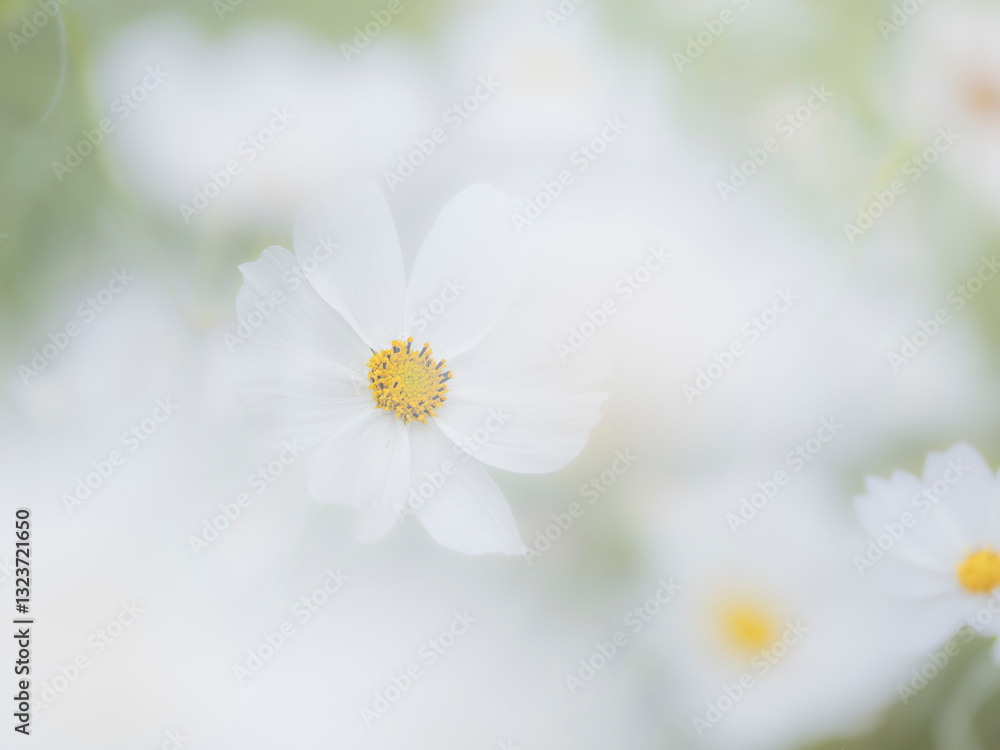 秋の公園や花壇を彩るコスモスのある風景。背景。自然風景素材。眩しい日差しと花びらの重なりでボケた景色。ぼんやりした花畑のイメージ。 秋の公園や花壇を彩るコスモスのある風景。背景。自然風景素材。眩しい日差しと花びらの重なりでボケた景色。ぼんやりした花畑のイメージ。