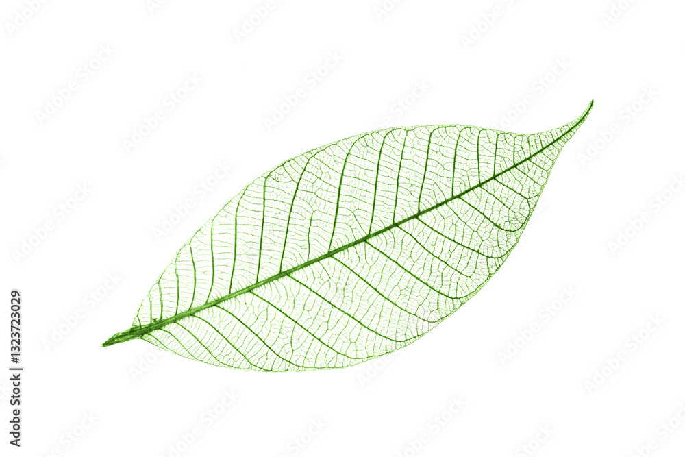 Green transparent leaf with veins isolated on transparent or white background, png cut out