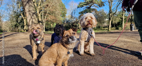 A pack of cute and happy dog friends of various breed, age and size are hanging out together in a green park on a sunny day enjoying their group dog walk - dog walking, pet sitting, dog day care