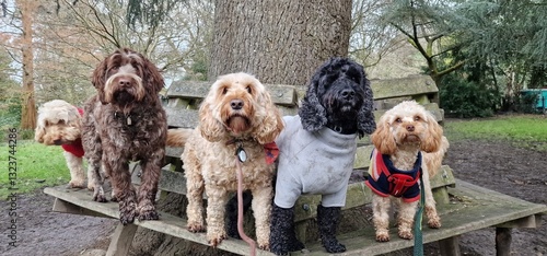 A pack of cute and happy cockapoo poodle mix dogs of various age and size are hanging out together in a green park on their daily dog walk