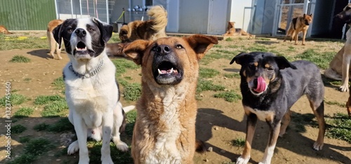 Tableau sur toile A group of adorable large mixed breed rescue dogs enjoying a sunny day outside o