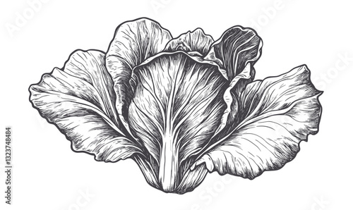 Detailed cabbage drawing, botanical vegetable art, black and white, linear icons set, vector.