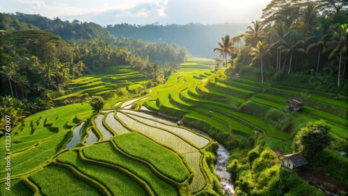 Rice Terraces in Bali
A stunning top-view drone image of the iconic rice terraces in Bali, Indonesia.