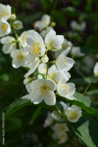 Close-Up of Blooming Jasmine with Yellow Centers