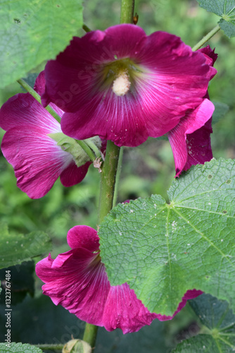 Bright pink flowers, hollyhocks, with green leaves and a central stem. Hollyhocks in Bloom