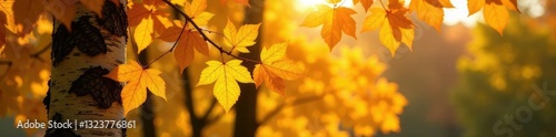 Golden yellow birch leaves glowing in sunlight, color, birch, autumn