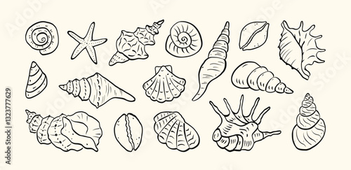 Hand drawn seashells drawing ink style. Minimalist line art. Marine summer design elements for trendy prints, label, menu cover. Tropical beach shells. Vector flat illustration.