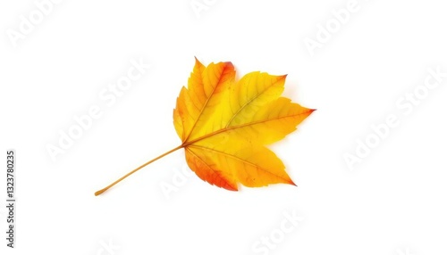 Single autumn leaf isolated on white background, macro, nature