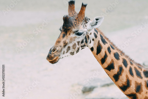 Photography portrait of a giraffe