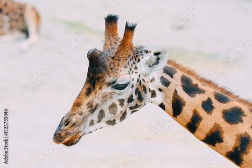 Photography giraffe in zoo