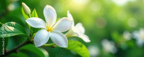 White jasmine flowers swaying gently in the breeze, flowering, season, botanical