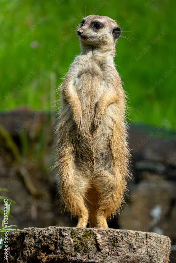 closeup portrait of suricate or meerkat (Suricata suricatta) standing in a zoo in Germany and watching from his lookout