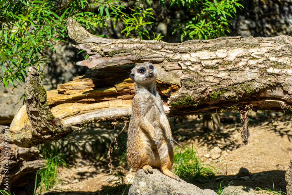 closeup portrait of suricate or meerkat (Suricata suricatta) standing in a zoo in Germany and watching from his lookout