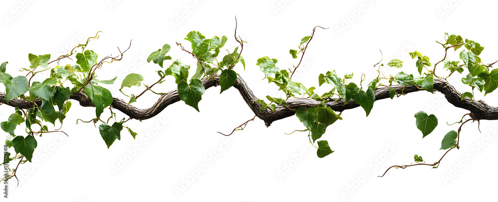 Tangled vines isolated on a white background as transparent PNG. AI GENERATED Tangled vines isolated on a white background as transparent PNG. AI GENERATED